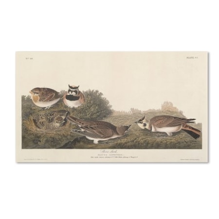 John James Audubon 'Shore Lark' Canvas Art,12x19